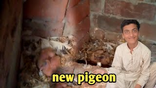 Andon Se kabutar Ke Bacche Nikal Aaye  mini zoo ma new pigeon 🐦 [upl. by Cailean524]