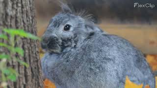 Tous savoir sur le lapin géant des Flandres [upl. by Hgielsa]