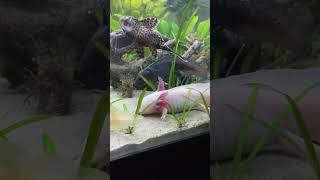 axolotl axolotls axolotes axolotllove [upl. by Beatty]