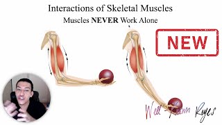 UPDATED MBLEx Review Interactions of Skeletal Muscles Agonist Antagonist Synergist amp Fixators [upl. by Anayaran425]