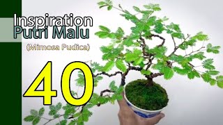 INSPIRASI BONSAI PUTRI MALU  MIMOSA PUDICA TERBAIK BEST MIMOSA SENSITIVE PLANT BONSAI TREE [upl. by Lenuahs]