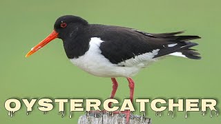 Eurasian oystercatcher sound oystercatcher call [upl. by Scales228]