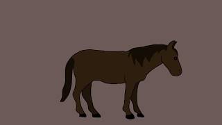 Horse Evolution Animation [upl. by Nodababus165]