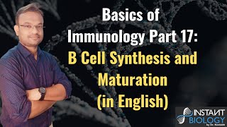 Basics of Immunology Part 17 B Cell Synthesis and Maturation [upl. by Hgielar]