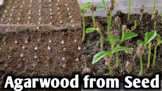 How To Grow Agarwood  Oud Plant From Seedsअगरवुड ऊद परफ्यूम प्लांट को बीज से ग्रो करें [upl. by Aila]