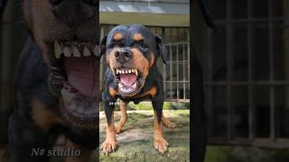 angry dog barking Sounds to make your dog bark rottweiler angrydog catvideos lazydog funnypuppy [upl. by Bock497]