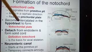 Mesoderm amp Formation of the notochord amp Cloacal membrane amp Allantois [upl. by Ealasaid545]