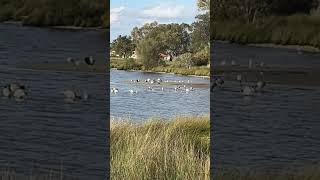 Ibis Pelican and Seagull [upl. by Suzzy]