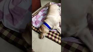 Tenson khatam dog yuvimicky labrador funny [upl. by Marr]