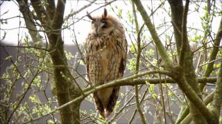 Long eared owl [upl. by Fionnula]