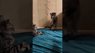 shortvideo funny funnypetschannel cat petschannel yourcat petchannel pets funnycats [upl. by Anaiuq49]