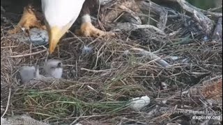 West End Cam Welcome to the second little eagle chick 03102024 Exploreorg [upl. by Assilim]