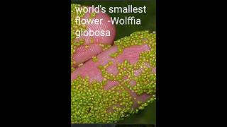 worlds largest flower and worlds smallest flower shorts short [upl. by Aknaib]