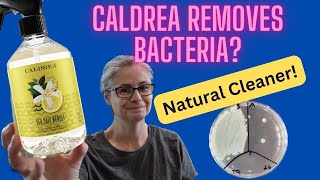 Testing Caldrea Countertop Spray Sea Salt Neroli Can it Remove Bacteria  Viewer Suggestion [upl. by Agneta]