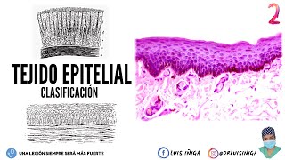 Histología Tejido Epitelial  Clasificación Tipos Características Ejemplos Prácticos  pt 2 [upl. by Ranip]