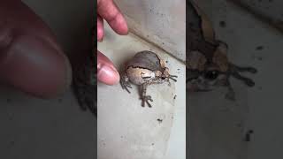 boing boing funny frog Part 5  HD Frog [upl. by Ahsenat]