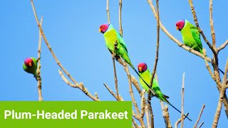 PlumHeaded Parakeet 🦜 Indian Parrot 🦜❣️ [upl. by Hamrnand454]