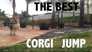 The BEST Corgi Jump EVER [upl. by Aniaj]