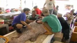 Ikan Kerapu Gergasi Long Tan 200 Kilogram Berharga RM11000 [upl. by Gnim]