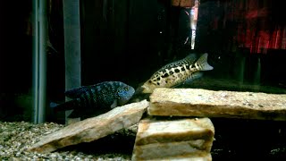 JACK DEPSEY CICHLID VS JAGUAR CICHLID [upl. by Silliw]