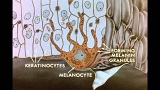7 Pigment Transfer in Skin Cells [upl. by Leatrice]