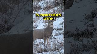 Today I’m Hunting Mule Deer in Northern Utah [upl. by Akili89]