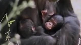 Wild Alpha Male Ape Meets his Baby Twin Chimpanzees in the African Jungle  BBC Studios [upl. by Odelia]