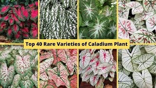 Top 40 Rare Varieties of Caladium Plant With names  Gabi  Gabi Plant  Colorful foilage plants [upl. by Cyd934]