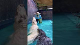 Feeding a Gigantic Rare Alligator youtubeshorts shorts alligators [upl. by Lethia]