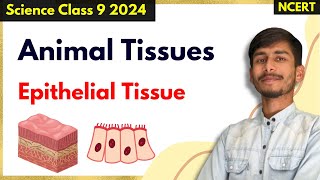 Epithelial Tissues  Easy Explanation  Animal Tissues Class 9th Science [upl. by Leonora]