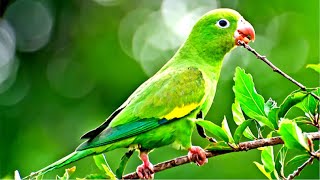 Canto do Periquito Verde Cantando e Assobiando🦜 Parakeet Gren [upl. by Matilda560]