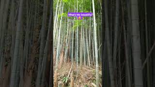 bamboo forest wildlife zebra crocodile farmingbeachlifeisthebestlife japaneseagriculture [upl. by Annet]