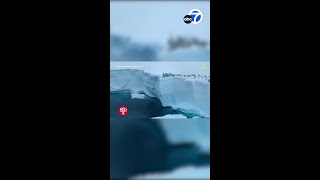 Baby penguins seen cliff diving on camera for 1st time [upl. by Otrebmuh]