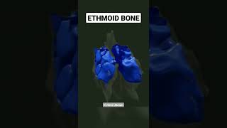 Skull Anatomy 3d ethmoidbone skullanatomyskull bones 3danatomycompleteanatomy physicaltherapy [upl. by Fraya304]