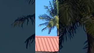 Macaws come to visit [upl. by Darren]