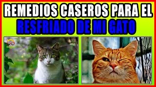 REMEDIOS CASEROS PARA EL RESFRIADO DE MI GATO [upl. by Ellora243]