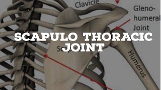 Scapulothoracic joint introduction [upl. by Yrhcaz]