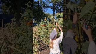 Gek op pluktuinen voor bloemen of fruitplukken zoals bloemen bij Hoeve Ravenstein in Baarn [upl. by Ahtebbat]