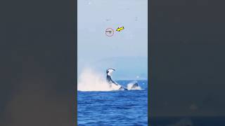 ORCA LANZA por los aires A UNA FOCA 🦭 [upl. by Gustin112]