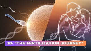 Fertilization 3D animation  What Happens During Fertilization [upl. by Finella]