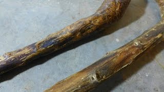 Make a Mullein Walking Stick  Part 2 [upl. by Neelloc]