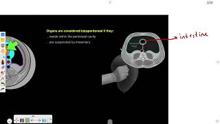 GIT  peritoneum  1 Anatomy of Peritoneum [upl. by Aihsenal]