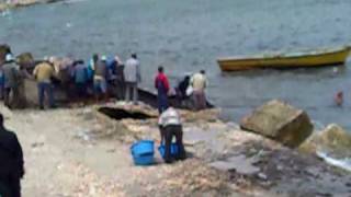 Net Fishing in Eastern Harbour Alexandria Egypt Music Fairooz song Shat Askenderia [upl. by Nylhsoj878]