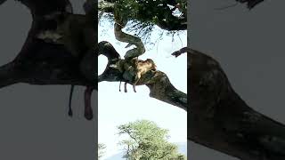 Tree Climbing Lions Rest In The Acacia Trees Serengeti [upl. by Shannah]