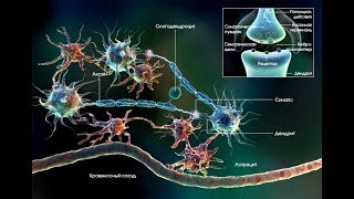 nervous system 2 synaptic potential [upl. by Introk]