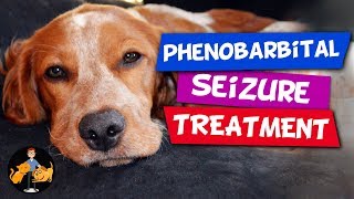 Phenobarbital in Dogs  the Best Epilepsy and Seizure Treatment  Dog Health Vet Advice [upl. by Etra]