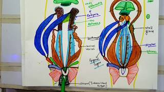 Female Urinogenital System Of Scoliodon [upl. by Perseus]