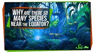 Why Are There So Many Species Near the Equator [upl. by Volnak173]