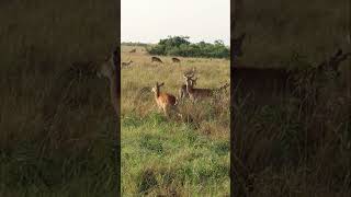 Safari Adventures Animal Sightings [upl. by Spalding]