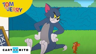 Tom and Jerry  De danspartner  Cartoonito [upl. by Malvia]